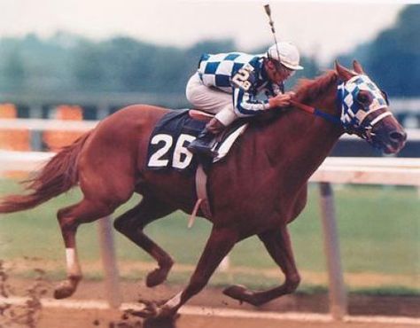 "In frenzied excitement he eats up the ground. He cannot stand still when the trumpet sounds".  Secretariat the greatest racehorse to ever grace us with his presence. Secretariat Horse, American Pharoah, Triple Crown Winners, The Great Race, Belmont Stakes, Thoroughbred Horse Racing, Famous Horses, Horse Rescue, Big Horses