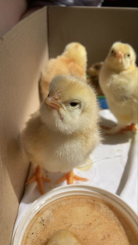 Pet Chicken Aesthetic, Chicken Wallpaper Aesthetic, Chicken Aesthetic Animal, Chickens Aesthetic, Chick Wallpaper, Chickens Animal, Chickens Wallpaper, Chick Aesthetic, Chicken Aesthetic