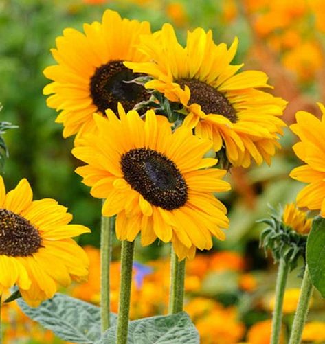 Helianthus annuus (Common Sunflower) Common Sunflower, Yellow Perennials, Star Yellow, Floral Design Classes, Flower Identification, Grow Gorgeous, Helianthus Annuus, Flower Guide, Flowers Yellow