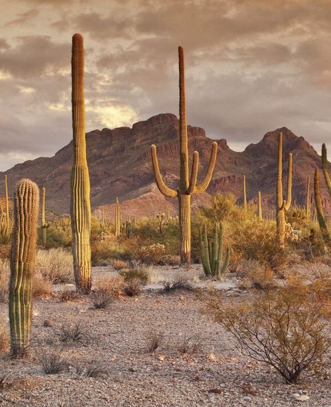 Arizona Desert Photography, Desert Reference Photos, Desert Cactus Photography, Arizona Desert Aesthetic, Desert With Cactus, Cactus In Desert, Sonoran Desert Landscape, Desert Vegetation, Rocky Desert