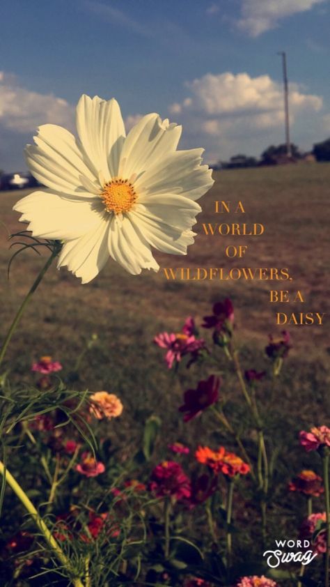 In a world of wildflowers, be a daisy🌼 Daisy Quotes, Kindness Lessons, Daisy Wallpaper, Daisy Field, Flower Care, The Valley, Daisy Flower, Encouragement Quotes, My Flower