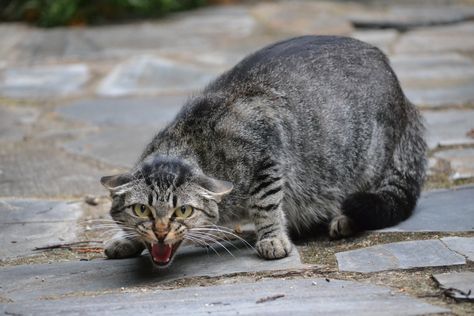 Defensive Cat Pose, Cat Prowling Reference, Cat Threatening, Cats Walking Together, Cat Pose Reference Photos, Cat Poses Reference, Dynamic Cat Poses, Cat Reference Photo, Cat Crouching