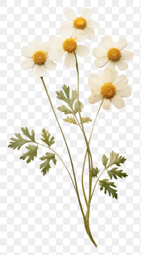 Feverfew Flower, Dried Flowers Png, Graphic Design University, Graphic Design Newspaper, Graphic Design School, Graphic Design Assets, Graphic Design Humor, Flowers Png, Dry Plants