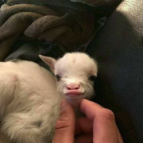 Cute Goats, Baby Goats, Baby Animals Funny, Cute Animal Photos, Animals Images, Animal Photo, Cute Little Animals, 귀여운 동물, Cute Funny Animals