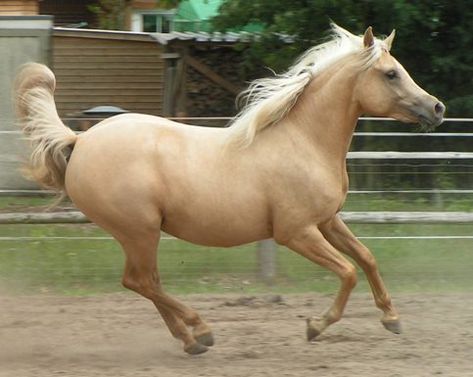 Half-Arabian Horse Breeds: Quarab Stock Horse, American Quarter Horse Association, American Paint Horse, Horse Info, Horse Show Clothes, Barrel Racing Horses, Paint Horse, Quarter Horses, Horse Dressage