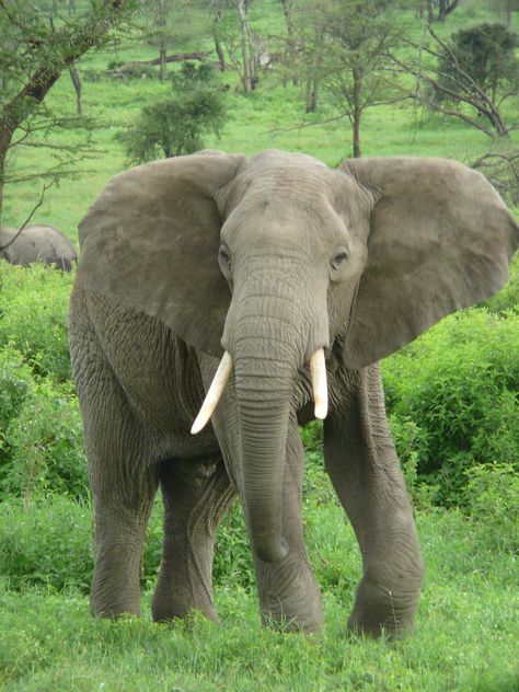 How do You Steer an Elephant? African Bush Elephant, Ivory Trade, Carnival Of The Animals, Elephant Pictures, Elephants Photos, Baby Elephants, Cage The Elephant, Stunning Nature, Indian Elephant