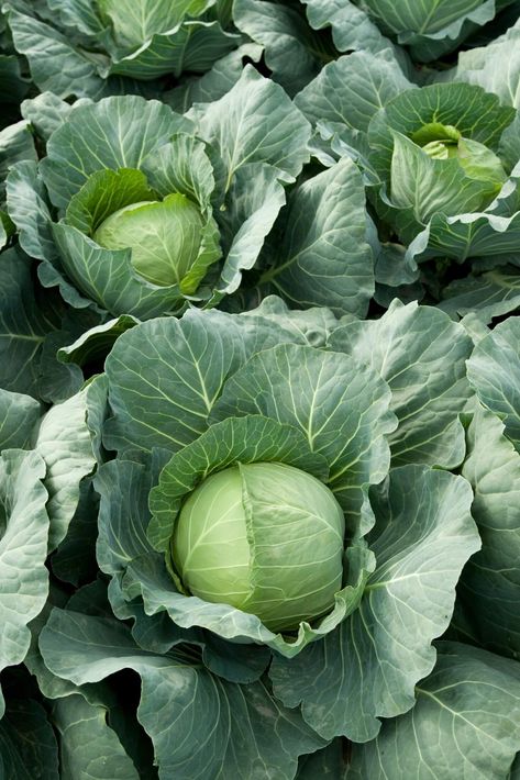 Looking for the perfect companion plant to pair with your cabbage? Look no further! Here you can find all the best tips and tricks when it comes to cabbage companion planting. Not sure what companion plants are best suited for cabbages? We've got you covered too! From protecting against root nematodes to keeping away aphids, there's something for every gardener. Plus, planting companion plants helps increase soil health and unlock its full nutrient potential | borealbloomhomestead.com Eggplant Companion Plants, Cucumber Companion Plants, Yard Crashers, Companion Planting Guide, Types Of Cabbage, Cabbage Plant, Pets Food, Cabbage Seeds, Cucumber Plant