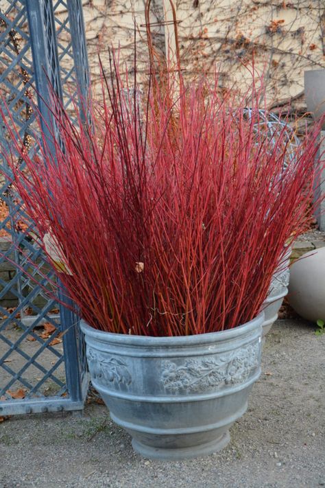 Red Twig Dogwood Christmas Decor, Yellow Twig Dogwood, Container Arrangements, Winter Pots, Red Dogwood, Patio Container Gardening, Red Twig Dogwood, Deborah Silver, Twig Dogwood