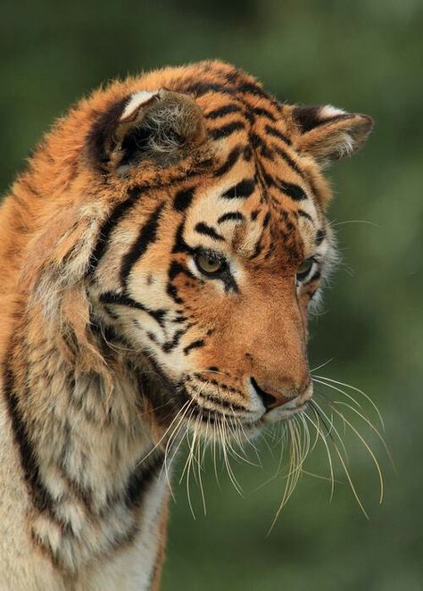 Beautiful young tiger Embroidery Message, African Tiger, Beautiful Tiger, Tiger Love, Cat Reference, Animal Study, Embroidered Christmas, Tiger Face, Pretty Animals