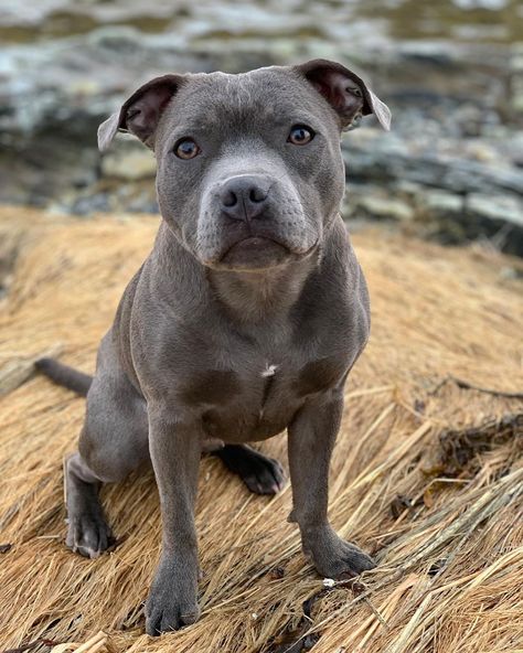 Blue Staffordshire Bull Terrier, Staffie Puppies, Blue Staffy Puppy, Blue Staffy, Staffy Dog, Nanny Dog, American Staffordshire Terrier, Bull Terriers, Kittens And Puppies