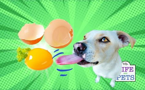 Eggs For Dogs, Raw Eggs, Cat Health Care, Sources Of Calcium, Quail Eggs, Good Sources Of Protein, Thyroid Health, Diy Health, Homemade Dog Food