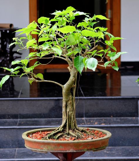 Bodhi or Ficus rumphii bonsai tree for beginners - Lifezshining Bonsai Tree For Beginners, Bonsai Aesthetic, Bonsai For Beginners, Ficus Bonsai Tree, Ficus Plant, Flowering Bonsai Tree, Ficus Bonsai, Tropical Places, Japanese Bonsai Tree