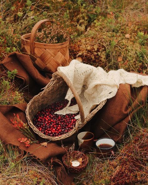 Cranberry Harvest Season | equinoxl Stormy Sky, Cranberry Color, Harvest Season, Fall Aesthetic, Slice Of Life, Fall Harvest, Fall Halloween, Cranberry, Green Colors