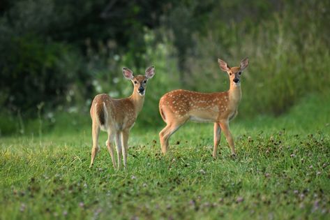 Water Deer, Deer Food, Deer Species, Wild Deer, Deer Photos, Deer Pictures, Alice Angel, White Cedar, Whitetail Deer