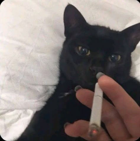 جوني ديب, Black Cat Aesthetic, Cute Cat Memes, Silly Cats Pictures, Cute Cats Photos, Cat Icon, Silly Animals, Cat Aesthetic, Discord Server