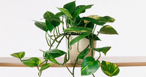 Scientists Combine House Plant With Rabbit Gene to Form 'Green Liver' Against Indoor Air Pollution Types Of Ivy, Indoor Plants Clean Air, Indoor Plants Diy, Houseplants Decor, Common House Plants, Indoor Plants Styling, Houseplants Low Light, Hanging Vases, Money Plant