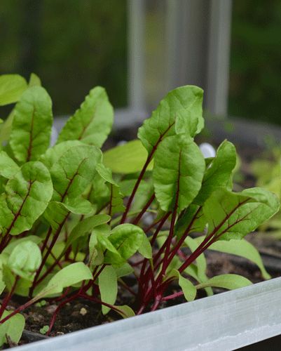 Top Tips For Growing Beetroot.  Tip: Keep in mind that each beet 'seed' is actually a dried fruit made up of 2 to 6 individual seeds, so seedlings will sprout very close together. Growing Beetroot, Growing Beets, Vege Garden, Edible Landscape, Garden Escape, Poultry Farming, Dandelion Seed, Edible Landscaping, Fruit Seeds