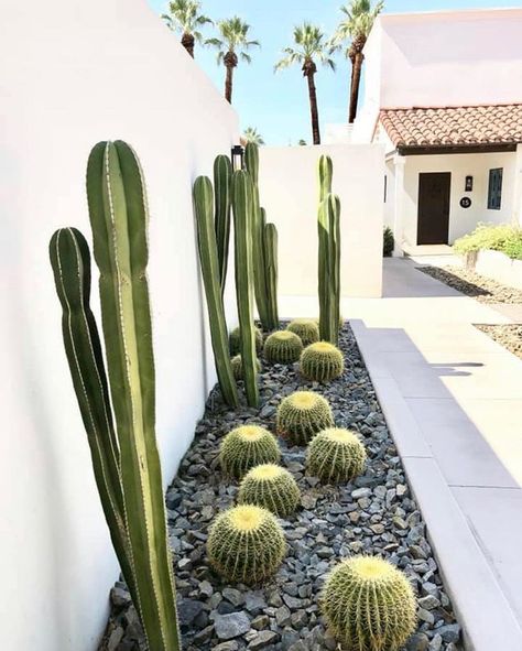 Phoenix Landscape, Desert Landscape Front Yard, Tropical Landscaping Ideas, Cactus Garden Design, Yard Garden Ideas, Desert Landscaping Backyard, Cactus Garden Landscaping, Desert Backyard, Texas Landscaping