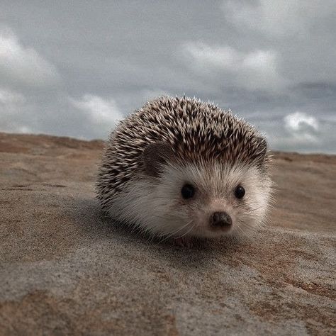 Very Cute Animals, Hedgehog Pet, Baby Hedgehog, Cute Hedgehog, Pretty Animals, Silly Animals, Cute Wild Animals, Cute Animal Photos, Cute Animal Pictures