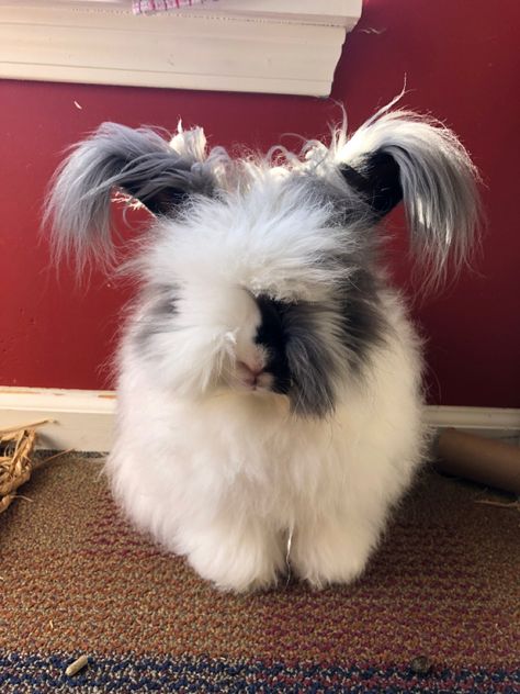 English Angora Bunny, Fuzzy Aesthetic, French Angora Rabbit, English Angora Rabbit, Fiber Animals, Angora Bunny, English Angora, Gray Bunny, Fluffy Rabbit