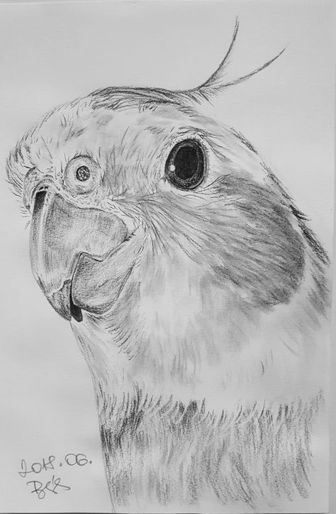 Papagáj rajz-parrot draw Drawing Ideas Parrot, Parrot Sketch Pencil, Parrot Drawing Pencil, Parrot Drawing Simple, Bird Sketch Realistic, Big Sketches, Cool Art Drawings Sketches Creative, Parrots Drawing, Cockatiel Drawing