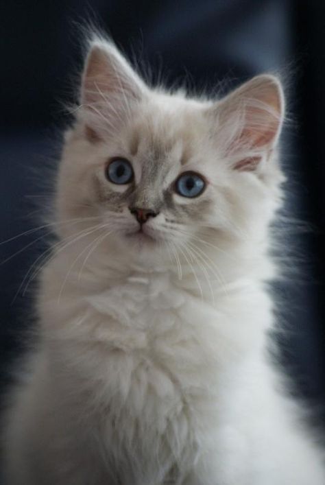 Blue lynx point Ragdoll Kitten Lynx Point Ragdoll, Adorable Kittens, Ragdoll Kitten, Puppies And Kitties, White Cats, Ragdoll Cat, Cute Cats And Kittens, Cute Cats And Dogs, Cute Creatures