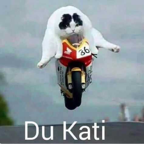 Bike Humor, Motorcycle Humor, Cat Races, Serie Bmw, Image Moto, Cat Power, Pretty Bike, Facebook Humor, Quick Jokes