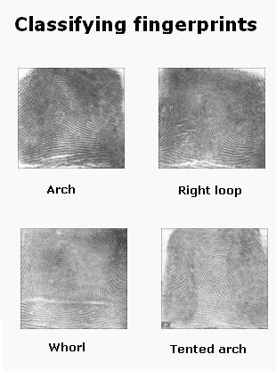 All About Fingerprints Fingerprint Science, Science Project For Kids, Types Of Fingerprints, Science Projects For Middle School, Science Project Ideas, Science Fair Ideas, Science Fair Project, Secondary Science, Science Club