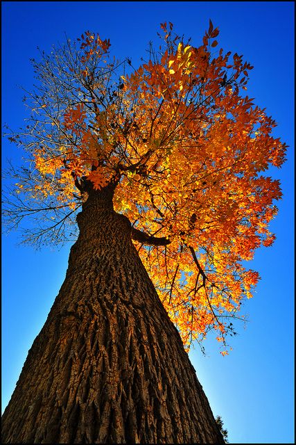 . Fire Tree, Wow Photo, Tree Hugger, Nature Tree, Tree Forest, Diy Life Hacks, Fall Pictures, Diy Life, Alam Yang Indah