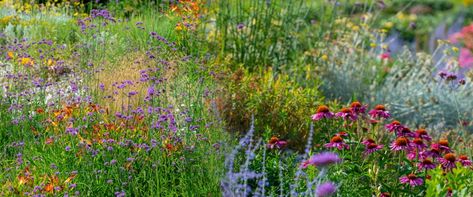 Meadow gardens consist of plants—primarily regional natives—that are naturalized together to give the appearance of a wild meadow. Meadows provide habitat to support wildlife, including bees, butterflies, and other beneficial insect pollinators. Summer Gardening, Hardy Hibiscus, Types Of Grass, Meadow Garden, Perennial Flowers, Flower Close Up, Best Perennials, Wildflower Garden, Garden Flower