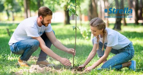 Social Media: Planting A Tree | http://bit.ly/PlantingaTree | #Strella Tree Transplanting, Planting A Tree, Tree Story, Plant Room, Holly Tree, Plant A Tree, Tree Care, Nature Conservation, Evergreen Trees