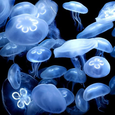 Jellyfish Pictures, Creature Marine, Sea Jellies, Blue Jellyfish, Underwater Life, Aesthetic Stuff, Ocean Creatures, Marine Animals, Ocean Animals