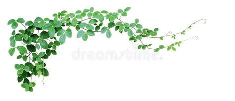 Jungle Border, Nature Frame, Ivy Plant, Ivy Plants, Ivy, Vines, Grapes, White Background, Photo Image