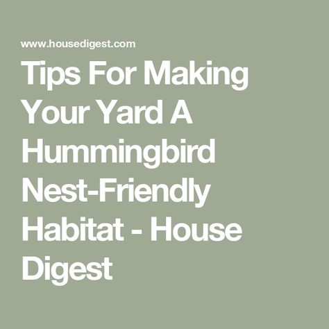 Tips For Making Your Yard A Hummingbird Nest-Friendly Habitat - House Digest Hummingbird Habitat, Hummingbird Nests, Hummingbird Nest, Bird Netting, Cardinal Flower, Bees And Wasps, Bee Balm, Cat Pose, Invasive Species