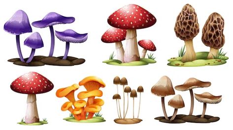 Kingdom Fungi - Structure, Classification, Characteristics, FAQs - GeeksforGeeks Farm With Animals, Farm Cartoon, Sheep Cartoon, Sheep Cards, Blank Sign, Family Cartoon, Theme Background, Sticker Template, Free Business Cards