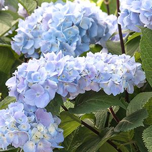 12 Perfect Plants for East Facing Borders – Grow Beautifully East Facing Garden Ideas, Shrubs For Borders, East Facing Garden, Monrovia Plants, Landscape Plants, Plant Catalogs, Cottage Garden Plants, Hydrangea Macrophylla, Hydrangea Not Blooming