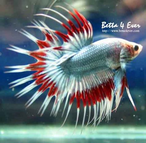 White & red crowntail betta Crowntail Betta Fish, Betta Fish Types, Betta Fish Care, Aquarium Ideas, Beta Fish, Fish Care, Underwater Creatures, Exotic Fish, Beautiful Fish