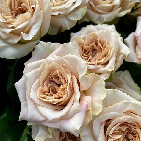 Westminster Abbey nude rose variety- on Thursd Juliet Garden Rose, Colored Roses, Rose Varieties, Rose Wedding Bouquet, One Rose, Cream Roses, Westminster Abbey, Nude Color, Beautiful Blooms