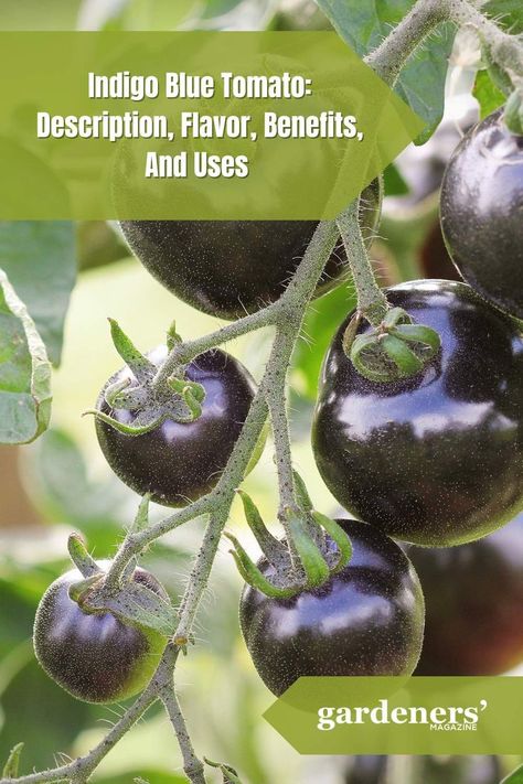 Indigo Blue Tomato: Description, Flavor, Benefits, And Uses Tomatoes Benefits, Tomato Benefits, Colorful World, Blue Tomato, Garden Guide, Planting Vegetables, Indigo Blue, Vibrant Red, Vegetable Garden