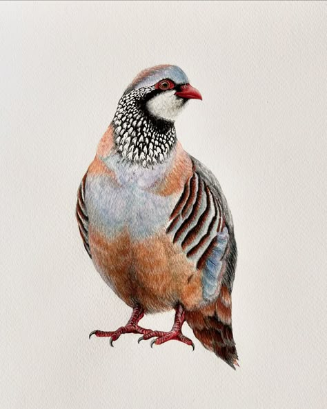 Curveball: It’s mostly pencil ✏️😵 Who even am I? 😂😋 I haven’t painted in so long and my coloured aquarelle pencils looked so tempting and then I just went with it! It sure is big news, everyone 😂 But it’s also a pretty Red-legged Partridge - aren’t their neck feathers beautiful? 😍 #artist #art #original #mixedmedia #pencil #paint #watercolour #bird #partridge #artwork #southafrica #internationalshipping Partridge Illustration, Watercolour Bird, Popular Christmas Songs, Partridge In A Pear Tree, Modern Folk Art, Modern Folk, Drawing Body Poses, Pear Tree, Christmas Songs