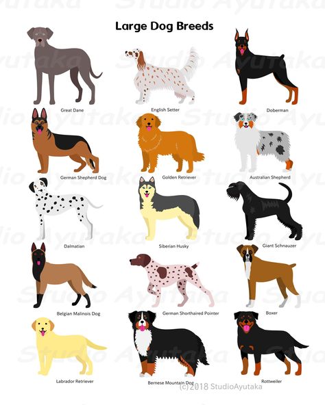 Common Traits of Breeds of Dogs: #Uncategorized Toy Puppies For Sale, Dog Breeds Chart, Hypoallergenic Dog Breed, Hypoallergenic Dog Food, Foster Dog, Group Of Dogs, Dog Stories, Color Guide, Guide Dog