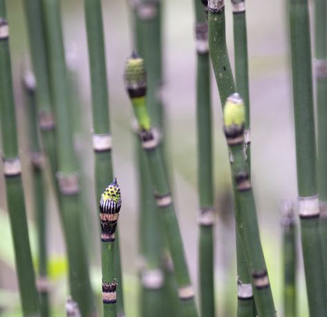 Snake Grass Plants, Snake Grass, Devonian Period, Snake In The Grass, Floral Design Classes, Flower Board, Living Fossil, Flower Types, Flower Identification