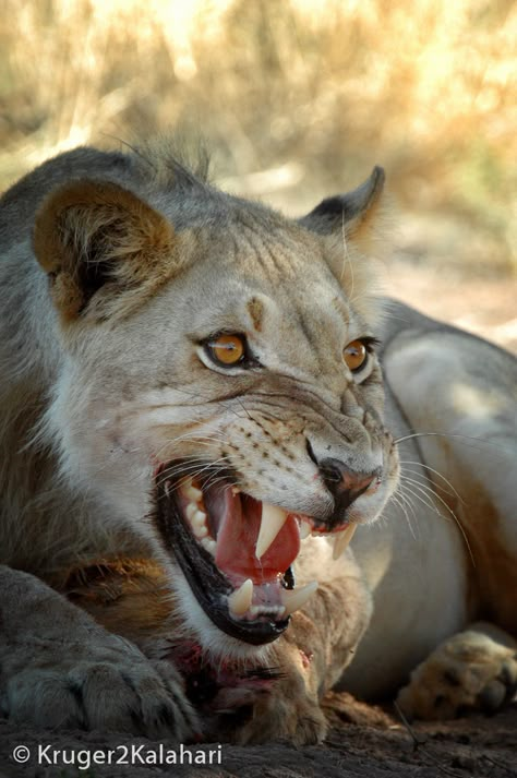 Snarling Animal Reference, Lion Snarling Tattoo, Snarling Lioness Tattoo, Lion Reference Photography, Photo Reference Animal, Lion Dynamic Pose, Animal Snarling, Unique Animal Photography, Cool Animal Photos