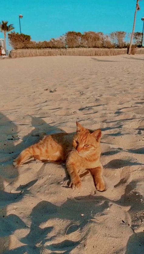 Cat Sunset Wallpaper, Cats On The Beach Aesthetic, Cat Beach Aesthetic, Summer Cat Wallpaper, Sand Wallpaper Aesthetic, Summer Cat Aesthetic, Cat At Beach, Summer Cars, Cat Sunset