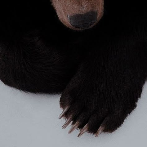 Dark Bear Aesthetic, Shady Hollow Aesthetic, Bear Aesthetic Black, Werebear Aesthetic, Animagus Aesthetic, Goldilocks Aesthetic, Black Bear Aesthetic, Brown Bear Aesthetic, Bear Aesthetic