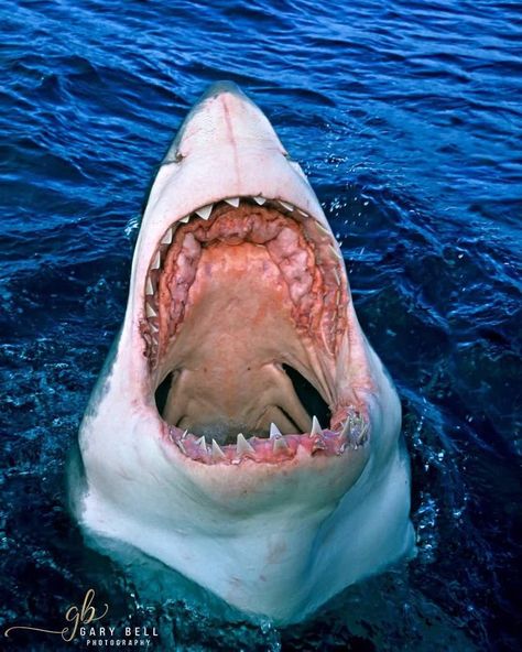 Great White Shark Mouth Open, Great White Shark Photography, Sharks Mouth, Shark Mouth Open, Shark Photography, Poster Moodboard, Animal Mouth, Silly Sharks, Great White Shark Teeth