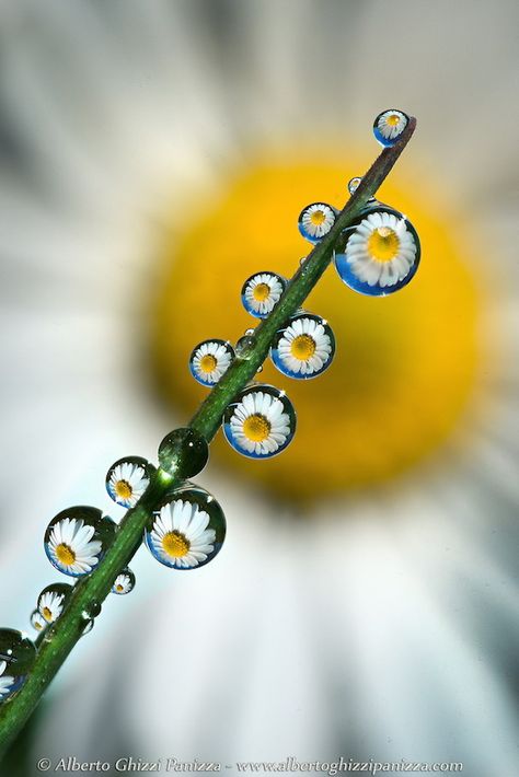 Beautiful Macro Photographs of Insects and Flower Refractions in Dew Drops | PetaPixel Water Droplets Photography, Macro Photography Water, Macro Photography Ideas, Macro Fotografia, Macro Fotografie, Macro Photography Tips, Drop Photography, Water Drop Photography, Foto Macro