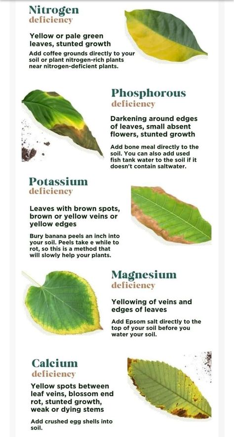 Plant Deficiencies, Garden Hacks Diy, Garden Remedies, Vegetable Garden Planning, Plant Care Houseplant, Plant Nutrients, Inside Plants, Growing Plants Indoors, Fertilizer For Plants