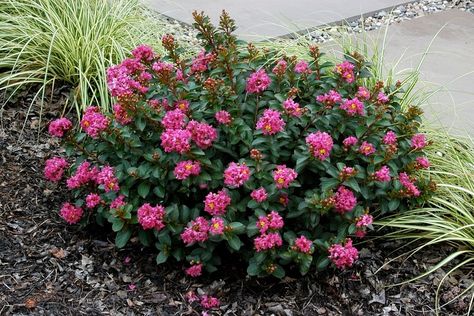 Crepe Myrtle Bush, Crepe Myrtle Trees, Myrtle Tree, Tall Plant, Crepe Myrtle, Crape Myrtle, Tall Plants, Flowering Shrubs, Large Plants