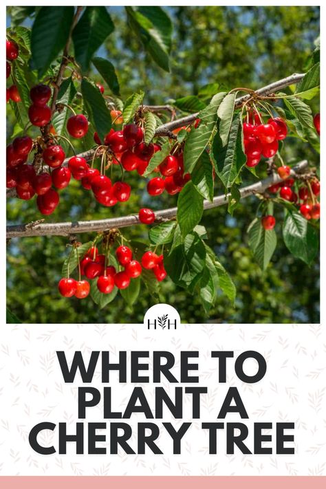 Nanking Cherry Tree, How To Grow A Cherry Tree From A Pit, Mayhaw Tree, Growing Cherries, Planting Cherry Trees, Montana Garden, Sandy Loam Soil, Sour Cherry Tree, Cherry Fruit Tree